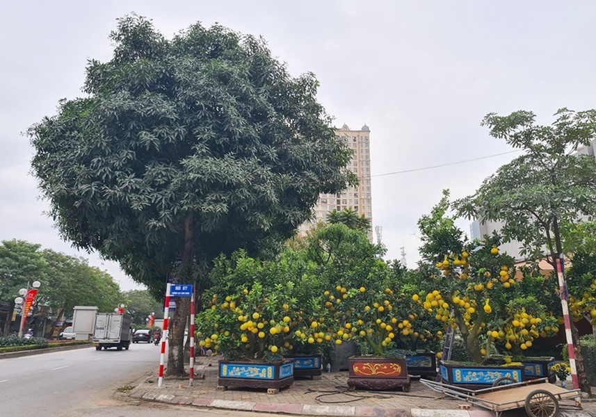 Dù còn hơn một tháng nữa mới đến Tết Nguyên đán Tân Sửu 2021, nhưng ghi nhận của  PV Kiến Thức sáng ngày 30/12, dọc vỉa hè tuyến đường Lạc Long Quân (quận Tây Hồ, TP.Hà Nội) một vài nhà vườn đã rục rịch bày bán các cây bưởi cảnh phục vụ người dân.