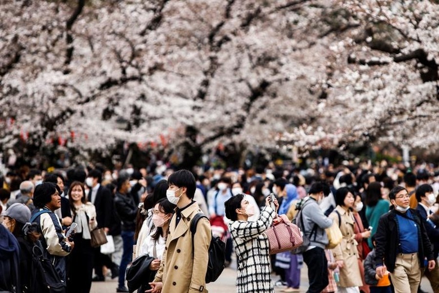 Những vườn anh đào bừng nở ở công viên Ueno ở Tokyo, Nhật Bản luôn thu hút rất đông du khách tới tham quan. Trong ảnh, mọi người đi dạo và chụp ảnh dưới tán cây anh đào ngày 21/3. Ảnh: Reuters.