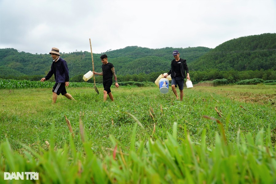 Một ngày giữa tháng 9, nhóm anh Phạm Quang Thiết (29 tuổi, trú tại xã Sơn Bằng, huyện Hương Sơn, Hà Tĩnh) mang theo cuốc, xẻng, hàng chục lít nước đựng trong xô, can ra cánh đồng gần nhà săn dế.