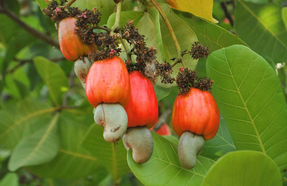  Đào lộn hột thuộc họ Xoài, chúng còn được gọi là điều. Cây này có nguồn gốc từ đông bắc Brasil, nơi nó được gọi bằng tiếng Bồ Đào Nha là Caju (nghĩa là quả) hay Cajueiro (cây).