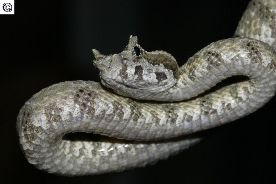 1.Rắn lục sừng (Trimeresurus cornutus) còn gọi là rắn quỷ. Là  loài rắn cực độc, nọc độc của chúng được các nhà khoa học xếp vào danh sách một trong những loài rắn độc và nguy hiểm nhất ở Việt Nam hiện nay. Kích thước trung bình của cơ thể là 50 cm. Sống chủ yếu ở miền Trung, khu vực núi đá vôi. Ảnh sareptiles.