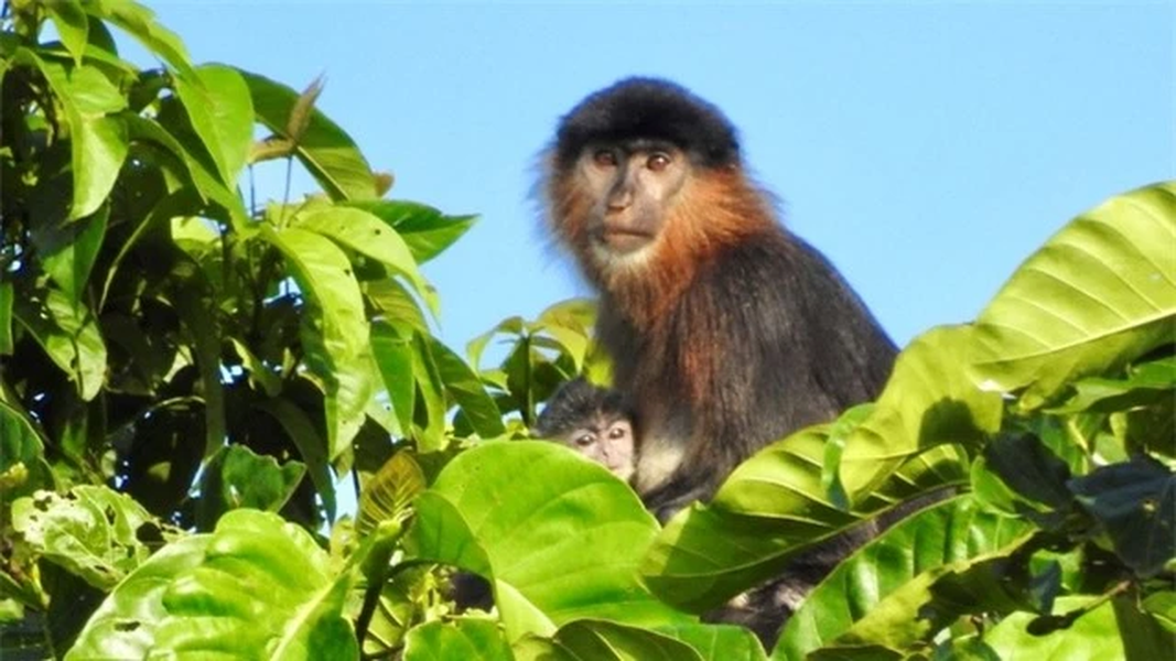 Con khỉ bí ẩn ở Borneo: Giống khỉ được phát hiện ở Borneo này là con lai giữa khỉ vòi (Nasalis larvatus) - nổi tiếng với chiếc mũi dài - và voọc bạc (Trachypithecus cristatus). Loài lai này đặc biệt hiếm vì nó đến từ hai loài có quan hệ họ hàng xa nhưng không cùng chi. Ảnh: Nicole Lee