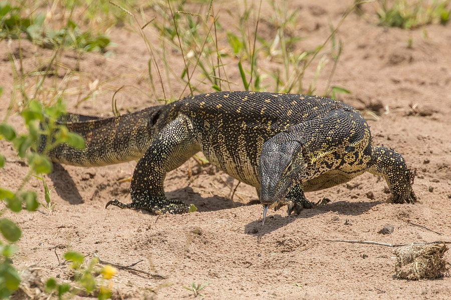  Kỳ đà sông Nile (Varanus niloticus) dài 2 mét, là loài bò sát lớn thứ hai châu Phi, chỉ sau cá sấu. Chúng ăn cả xác thối bên cạnh các loại thức ăn thông thường của kỳ đà.