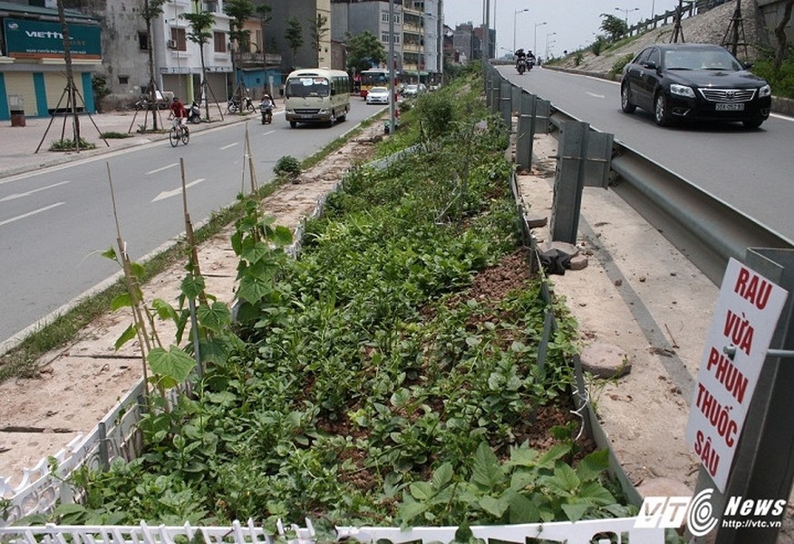 Gần đây, nhiều người đi đường thích thú với  vườn rau độc đáo được người dân trồng ngay trong những hốc bê tông bên đường vành đai 2, đoạn qua dốc Bưởi (Hà Nội). (Ảnh: Tùng Lâm)