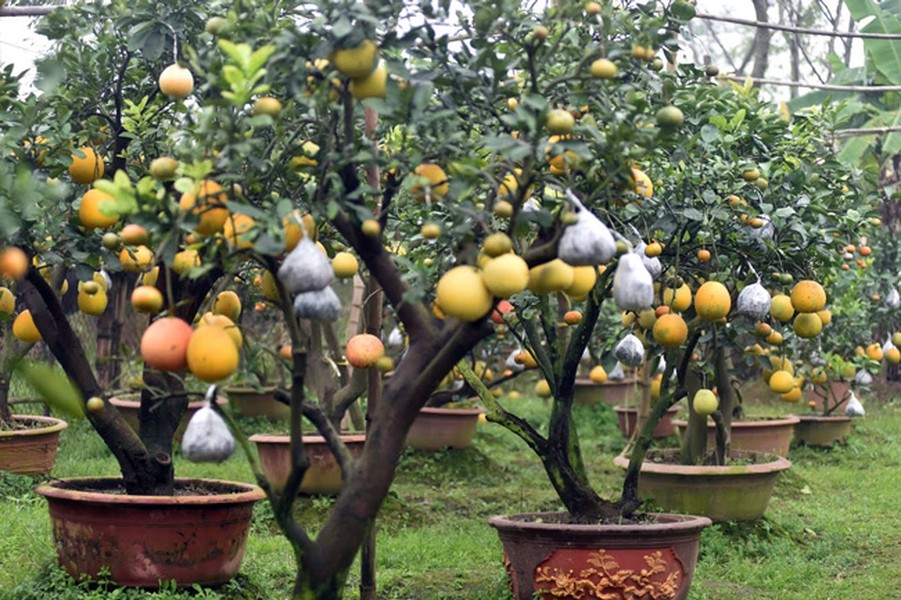 Đến xã Cao Viên, huyện Thanh Oai, hỏi lão nông Lê Đức Giáp sáng tạo ra giống  cây ngũ quả thì ai cũng biết. Nổi tiếng với giống cây cảnh ngũ quả trưng dịp Tết, ông Giáp đã ghép thành công 5 loại quả cùng phát triển trên một thân cây bưởi Diễn. Không chỉ dừng lại đó, với sự miệt mài, mày mò học hỏi, ông Giáp còn ghép thành công 10 loại quả trên một thân cây.