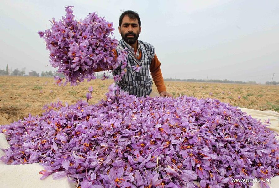 Nhụy  hoa nghệ tây (hay còn gọi Saffron) được mệnh danh là "vàng đỏ" bởi mức giá cao khủng khiếp 650 triệu đồng/kg. Ảnh: News.