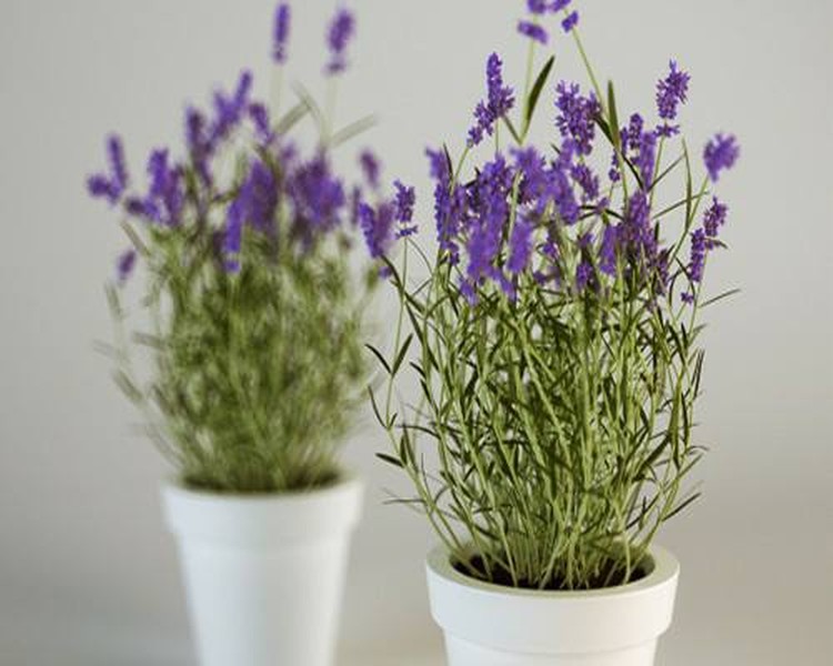 Bonsai  lavender (hay còn gọi hoa oải hương) lần đầu tiên xuất hiện trên thị trường dịp Tết Đinh Dậu 2017. Ảnh: FB Cây Hoa Cảnh.