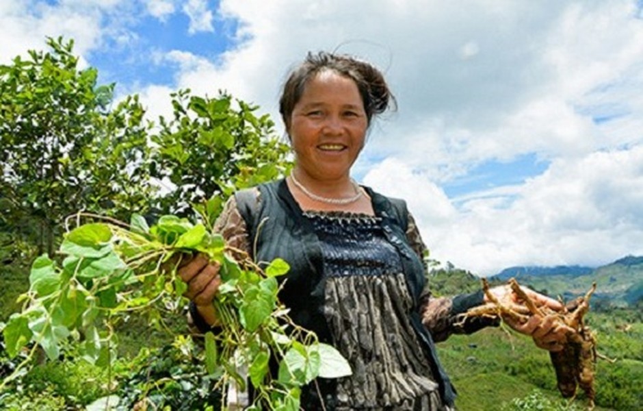 Bên cạnh sâm Ngọc Linh, tỉnh Kon Tum còn nổi tiếng với hồng đẳng sâm hay còn gọi là  sâm dây. Ảnh: Samtuoingoclinh.