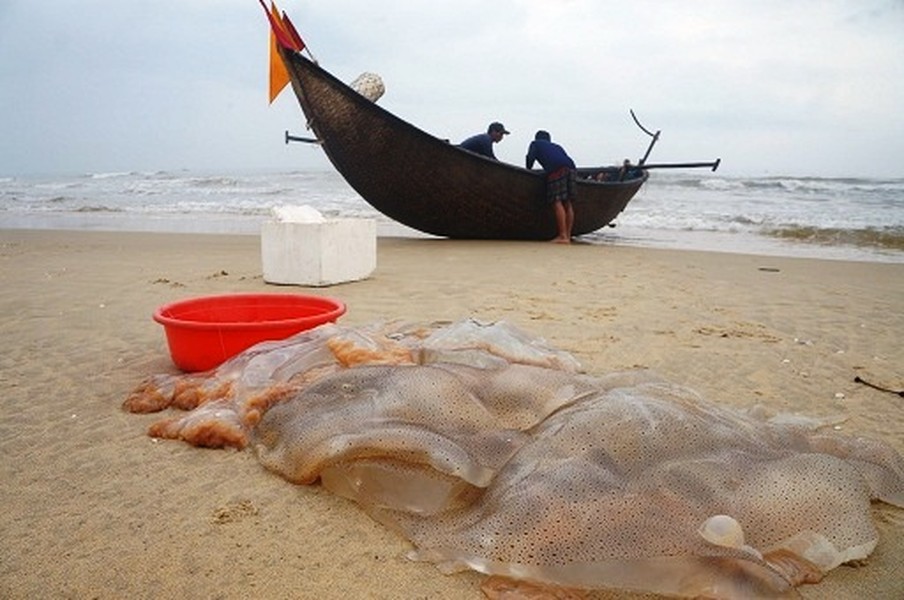 Tháng 1 đến tháng 3 âm lịch hàng năm là thời điểm thu hoạch  sứa biển của ngư dân các tỉnh miền Trung như Hà Tĩnh, Quảng Nam...Ảnh: Dân Việt.