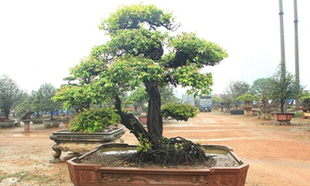 Tác phẩm  bonsai khế phụ tử của anh Phan Văn Toàn (TP. Việt Trì, Phú Thọ) khiến nhiều ngưởi ngưỡng mộ khi có tuổi đời gần 200 năm. Ảnh: Dân Việt.