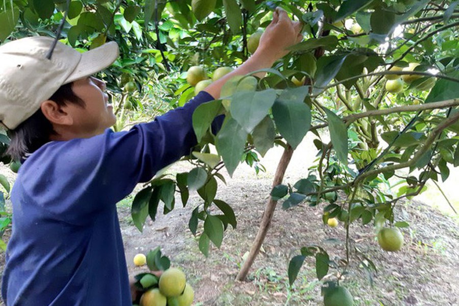 Theo đó, những ngày qua, thương lái đến tận các vườn  cam xoàn ở Lai Vung – một trong những vùng trồng cam xoàn lớn nhất miền Tây – để thu mua cam có giá từ 26.000 - 32.000 đồng/kg. Với giá bán này, nhà vườn lãi khoảng 80 triệu đồng/công cam.