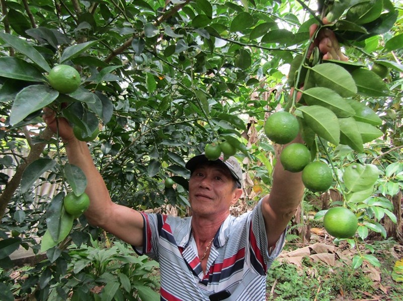 Phát hiện một  giống chanh lạ, trái đẹp có tên chanh giấy trứng ngỗng, ông Lê Văn Hùng (ấp An Thạnh, xã Lục Sĩ Thành -Trà Ôn, Vĩnh Long) đã đem về trồng trên diện tích 2.000m2. Ảnh: Nongnghiep.