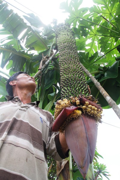 Nguồn tin mới đây trên Báo Người lao động cho biết, gần đây người dân huyện Cát Tiên (Lâm Đồng) tò mò tìm đến để tận mắt chiêm ngưỡng  buồng chuối hơn 100 nải của gia đình ông Cao Văn Hưng (thị trấn Phước Cát, huyện Cát Tiên, tỉnh Lâm Đồng). Ảnh: Người lao động.