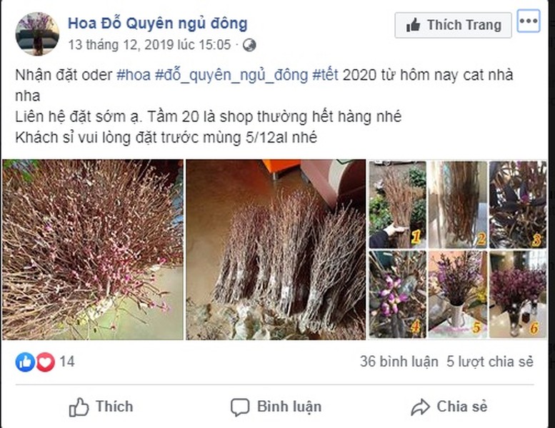 Những ngày gần Tết Nguyên đán,  hoa đỗ quyên ngủ đông được nhiều người rao bán trên mạng xã hội.