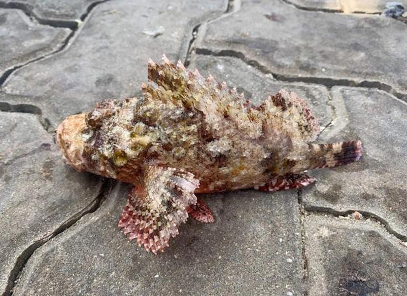  Cá mặt quỷ (Stonefish) có nhiều tên gọi khác như cá đá, cá mang ếch, cá mao ếch. Loại cá này sinh sống tại những vùng nước sạch,vùng rạn (đá ngầm), san hô…