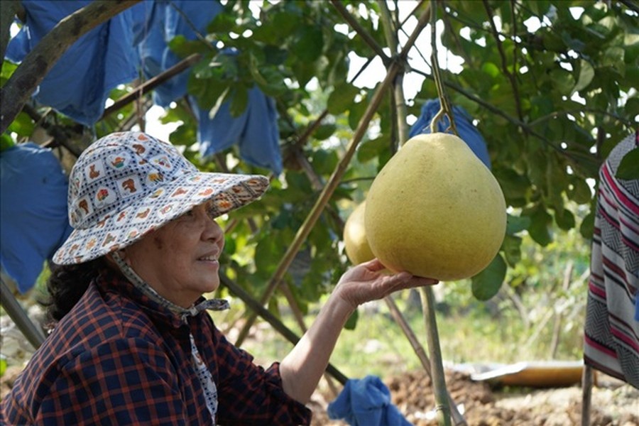 Nhiều năm nay, xã Lâm Động (Thủy Nguyên, Hải Phòng) nổi tiếng với giống  bưởi khổng lồ, hương vị vừa thơm vừa ngọt, tép bưởi to, mọng nước được người dân "săn lùng" mỗi dịp Tết đến. Ảnh: Lao động.