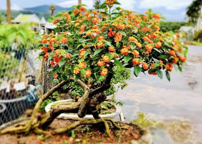 Vài năm gần đây, mỗi dịp Tết Nguyên đán cận kề, thay bằng chăm hoa mai, hoa đào, nhiều nhà vườn ở Gia Lai lại tất bật cắt tỉa cây hoa ngũ sắc thành  bonsai đẹp mắt. Ảnh: VTCNews.