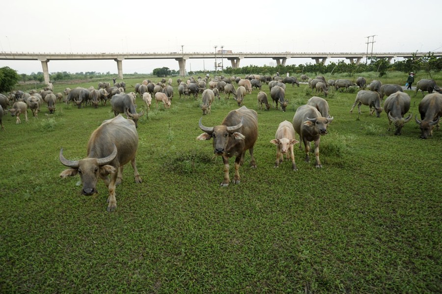 Vợ chồng bà Ngô Thị Hải trú tại phường Long Biên (quận Long Biên, Hà Nội) được nhiều người biết đến khi sở hữu đàn trâu gần 200 con. Ước tính, giá trị của  đàn trâu lên tới hàng tỷ đồng. Ảnh: Lao động