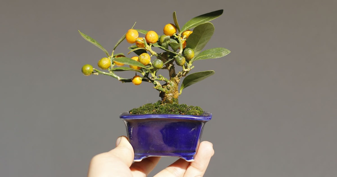 Vài năm gần đây, người tiêu dùng chuộng những loại chậu quất  bonsai mini để trên bàn. Ảnh: FB Tấn Luân