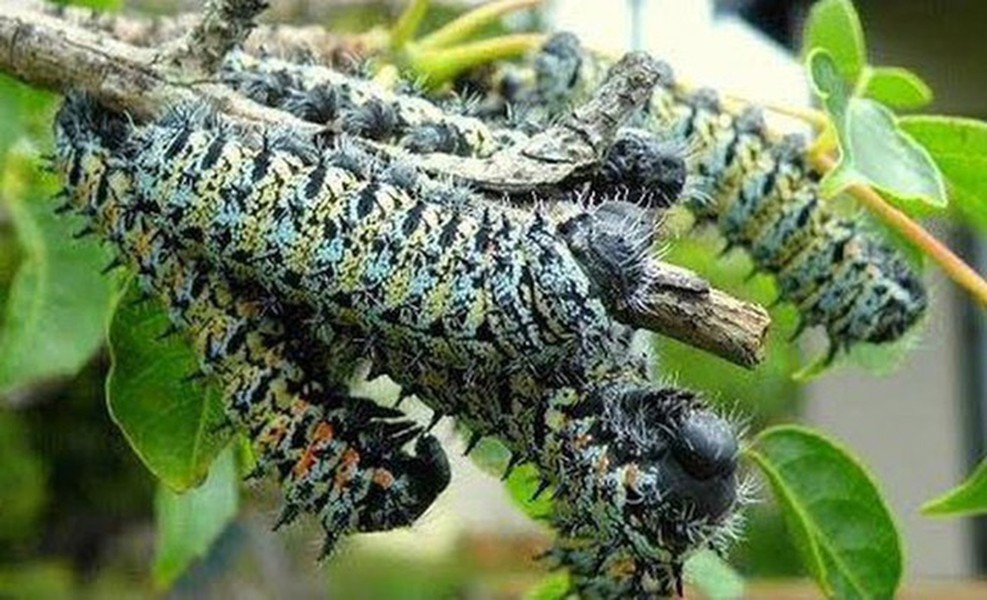 Sâu bướm Mopane là món ăn đặc sản của người dân ở vùng Zimbabwe, Nam Phi. Loài sâu này còn được gọi là loài sâu bướm Hoàng Đế. Ảnh: Getty