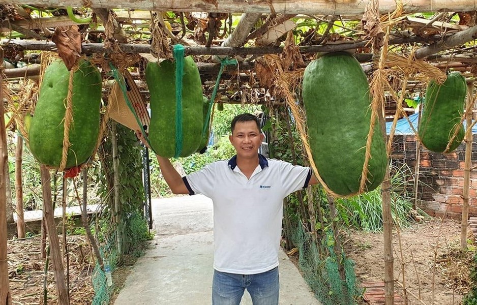 Ngoài bãi biển thơ mộng, hòn đảo ven bờ hoang sơ... Bình Định còn thu hút nhiều du khách bởi một điểm đến thú vị đó là làng bí đao khổng lồ. Ảnh: Vietnamplus