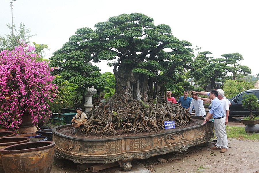 Thị trường cây cảnh Việt từng "dậy sóng" sự xuất hiện của siêu phẩm "Cửu long tranh châu". Tác phẩm thuộc dòng  cây sanh cổ lá móng xuất hiện lần đầu tiên tại Triển lãm tại Triển lãm Sinh Vật Cảnh Việt Nam chào mừng Đại lễ 1000 năm Thăng Long Hà Nội. Ảnh; Suckhoedoisong