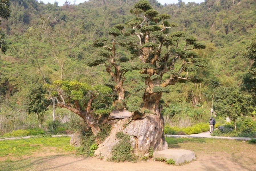 Trong khu du lịch vườn chim Thung Nham (xã Ninh Hải, Hoa Lư, Ninh Bình) có một  cây duối đặc biệt đã tồn tại 1.000 năm qua. Theo truyền thuyết, vua Đinh Tiên Hoàng trong lúc đi tuần quanh kinh đô Hoa Lư đã sai quân lính trồng cây duối này. Ảnh: Dân trí