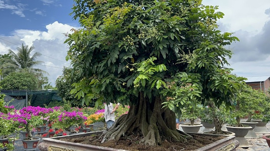 Ông Nguyễn Tâm (trú tại Chợ Lách, Bến Tre) sở hữu cây  nhãn cổ thụ trồng trong chậu khiến nhiều người trầm trồ. Ảnh: Nông thôn Việt