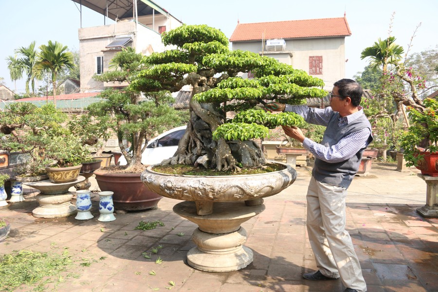 Nghệ nhân Đặng Xuân Cường (hay còn gọi Cường hoạ sỹ) từng được nhiều người biết đến với siêu cây  sanh cổ dáng phượng mang tên "Huyền phượng vũ". Ảnh: Dân trí