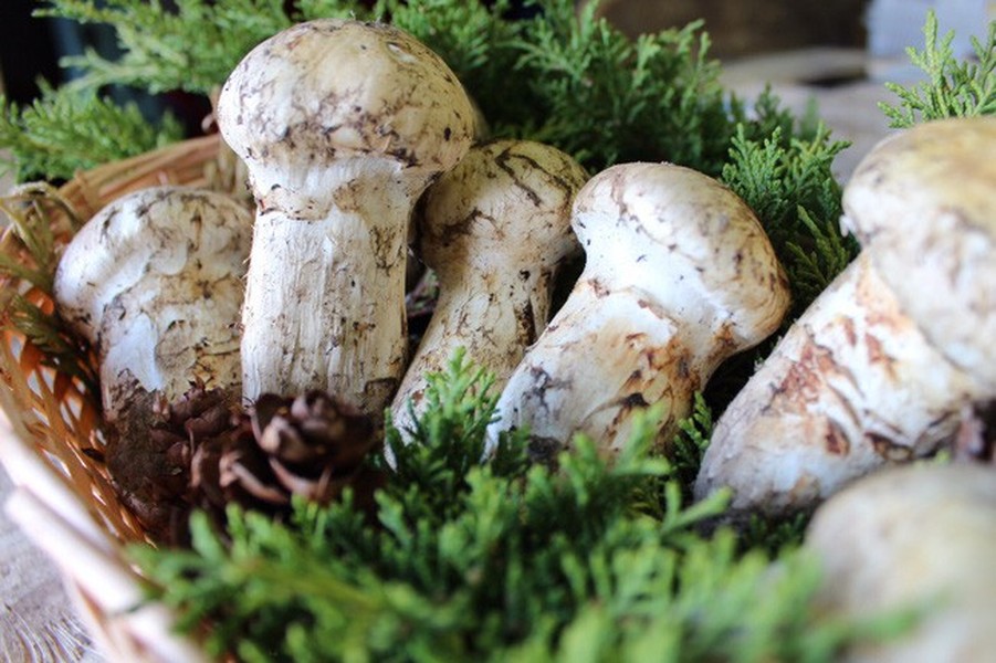  Nấm tùng nhung (hay Matsutake) mọc ở nhiều nơi tại các nước châu Á nhưng Nhật Bản vẫn là nơi có giá cao nhất. Đây là đặc sản nổi tiếng vào mùa thu ở Nhật. Ảnh: Namngonviet