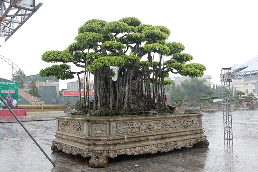 Trong ngày đầu khai mạc Festival cây cảnh Thanh Hóa năm 2019,  cây sanh cổ có tên “Nham thạch bách niên” của một đại gia có tiếng ở Thanh Hóa trở thành tâm điểm chú ý của khách tham quan. Ảnh: Dân trí