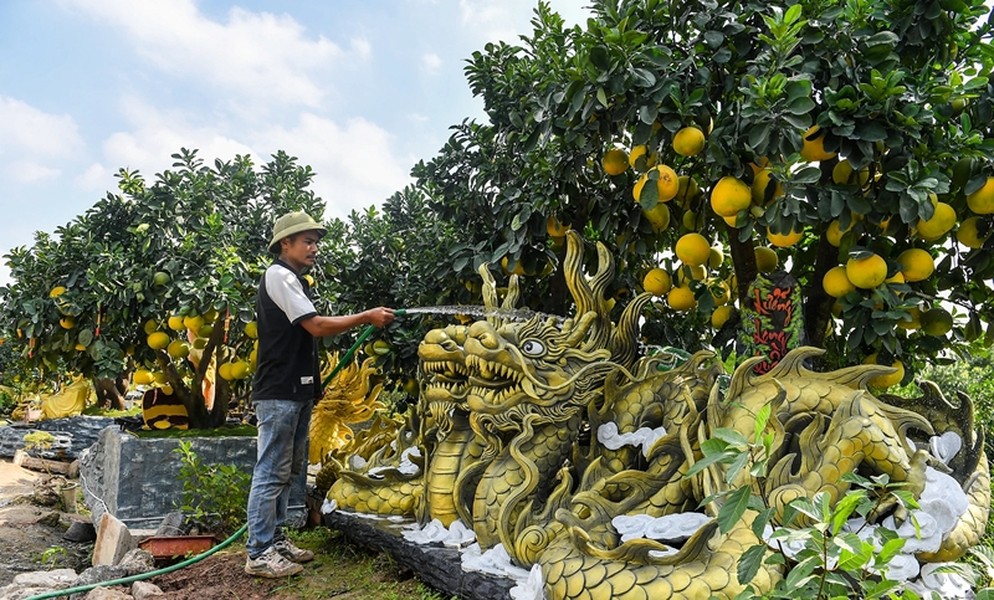 Chỉ còn khoảng 1 tháng nữa là đến Tết Nguyên đán Giáo Thìn 2024, thời diểm này các nhà vườn tất bật chăm chút những chậu bưởi hình rồng độc đáo phục vụ nhu cầu của người tiêu dùng. Ảnh: Nhadan