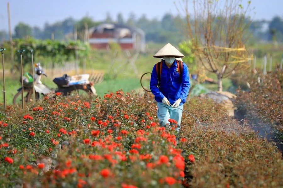 Để bảo đảm cung ứng phục vụ người dân chơi hoa dịp Tết, hiện nay các nhà vườn ở Mê Linh (Hà Nội) đều đã vào giai đoạn cuối cùng chăm sóc cho hoa vào độ đẹp nhất đúng dịp Tết. (Ảnh: Hoài Nam/Vietnam+)