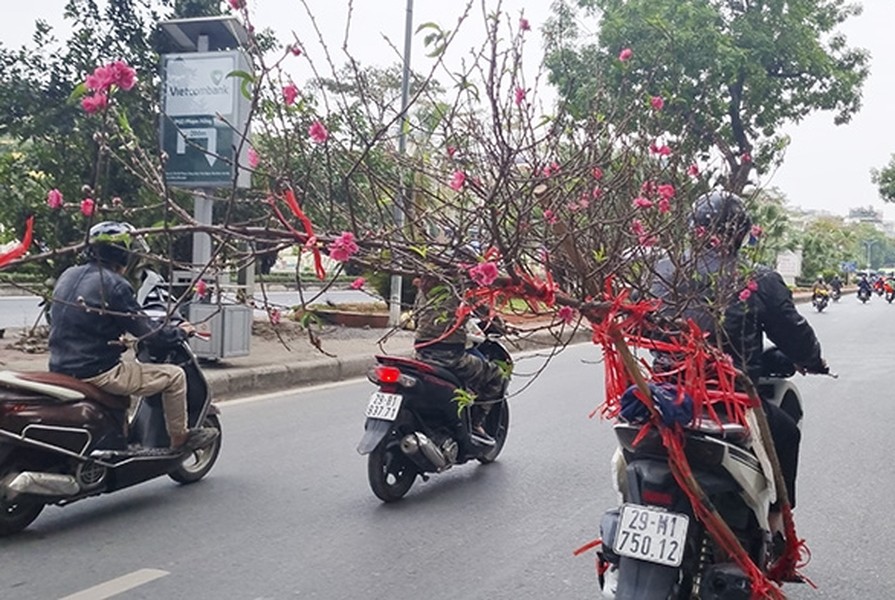 Chưa đầy một tháng nữa mới đến Tết Nguyên đán Giáp Thìn 2024 nhưng không khí Tết đã dần nhộn nhịp. Thời điểm này,  đào Nhật Tân đã xuống phố phục vụ nhu cầu chơi Tết sớm. Ảnh: Baotintuc