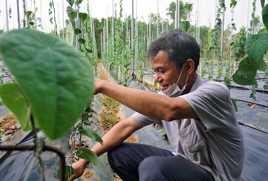 Ông Nguyễn Quang Định được mệnh danh là "vua" lá sương sâm ở Quảng Nam. Loại cây này đã giúp ông có nguồn thu tới 2 tỷ/năm. Ảnh: Dân trí