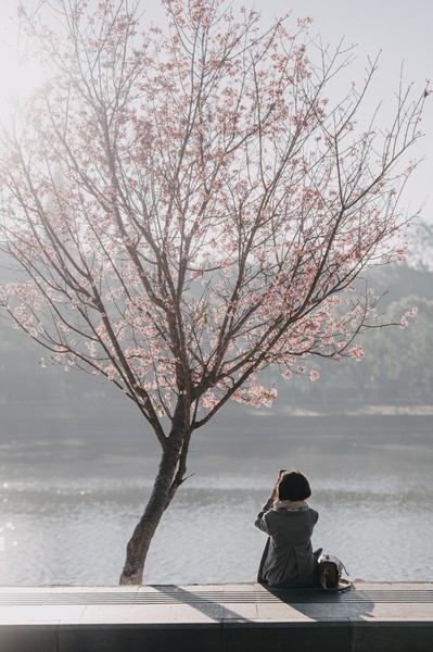 Những ngày đầu năm, Đà Lạt thu hút nhiều du khách bởi những  cây mai anh đào bắt đầu bung nở khoe sắc.