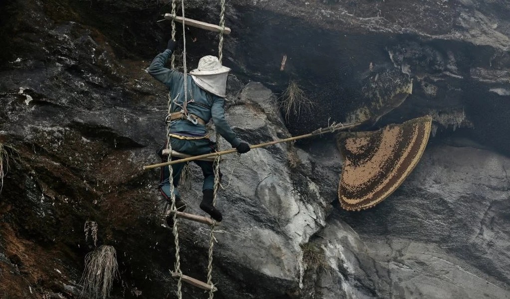 Săn mật ong là một nghề truyền thống ở Nepal. Công việc này mang lại nguồn thu nhập đáng kể cho người dân dãy Himalaya.