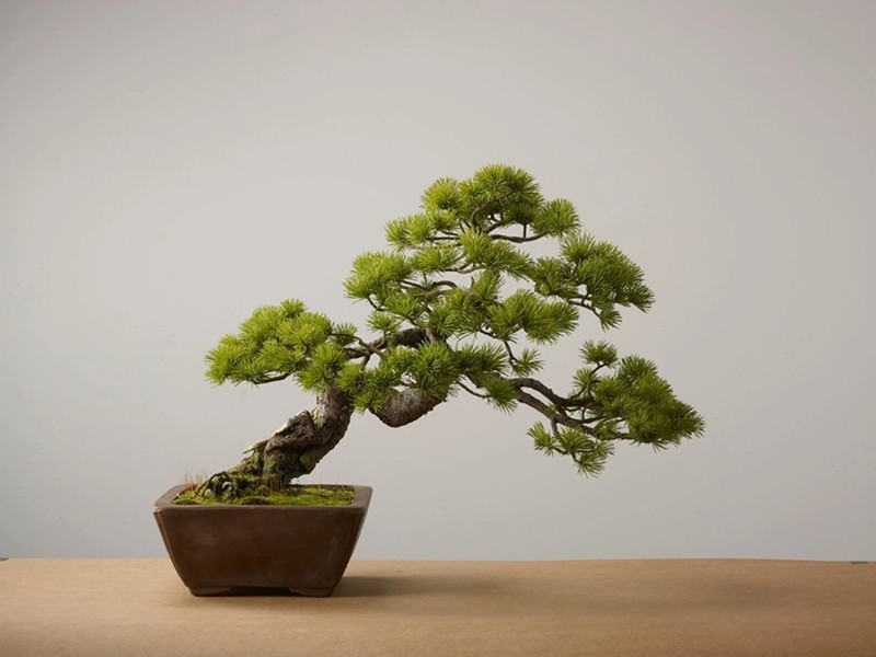  Bonsai có nghĩa "trồng trong chậu", là một kỹ thuật truyền thống của Nhật Bản về việc trồng cây cảnh thu nhỏ trong chậu. Bonsai có nguồn gốc từ Trung Quốc nhưng sau đó được người Nhật cải tiến và phổ biến.