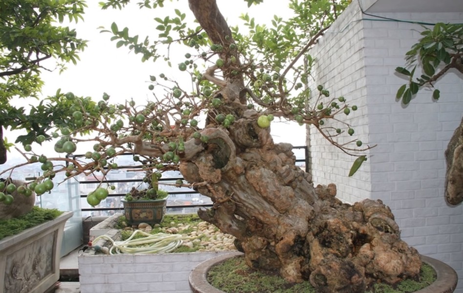 Cây ổi  bonsai cổ thụ trĩu quả của ông Nguyễn Gia Thọ (ở Hà Nội) từng gây "sốt" và nhận được sự quan tâm đặc biệt của dư luận nhờ hình dáng lạ mắt. Ảnh: Tiền phong