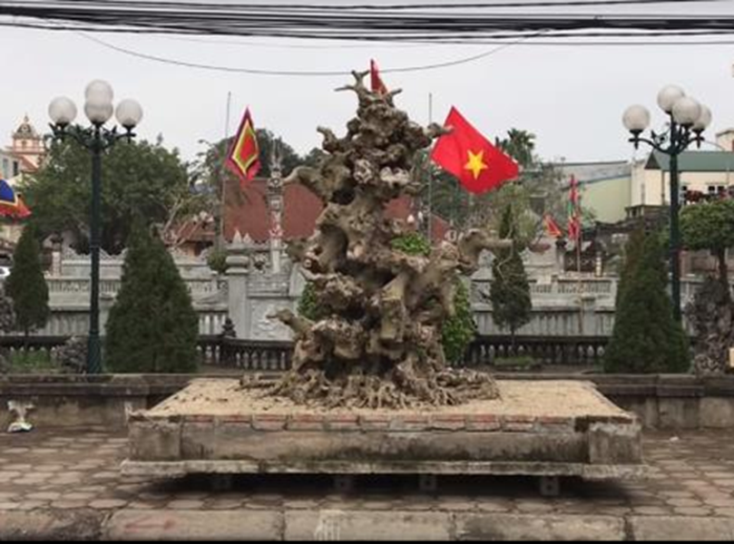 Xuất hiện tại triển lãm bonsai Ngô Sài (huyện Quốc Oai, TP.Hà Nội), phôi  cây sanh Nam Điền thuộc sở hữu của ông Đặng Đình Thuận (biệt danh Thuận "đồng nát" ở Ứng Hòa, TP.Hà Nội) gây xôn xao trong cộng đồng những người yêu sinh vật cảnh. Ảnh: Dân Việt