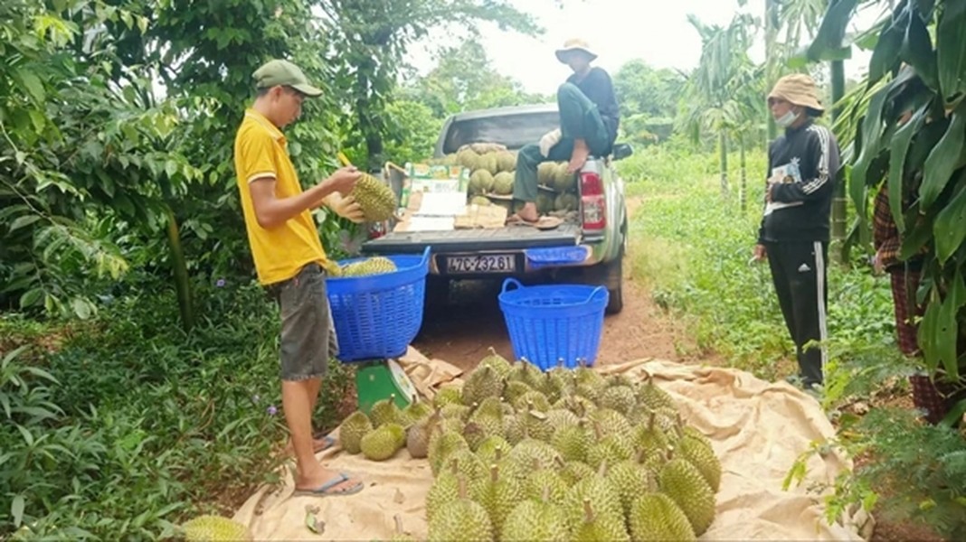 Những ngày gần đây, nhiều vựa thu mua sầu riêng ở Đắk Lắk đăng tải thông tin lên mạng xã hội, tuyển dụng số lượng lớn thợ gõ  sầu riêng với mức lương vài chục triệu đồng/tháng để phục vụ nhu cầu kinh doanh. Ảnh: Pháp luật TP HCM