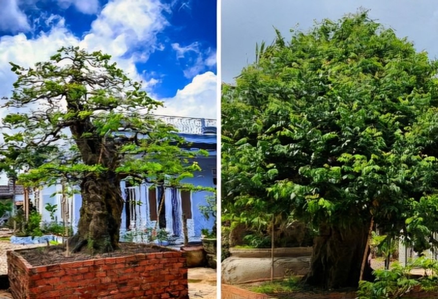 Với tình yêu cây cảnh, đặc biệt là bonsai cổ thụ, anh Trần Văn Thọ (trú tại xã Hoà Thuận, TP. Buôn Ma Thuột, Đắk Lắk) đã sưu tầm hàng chục cây với độ tuổi hàng trăm năm. Ảnh: Dân Việt