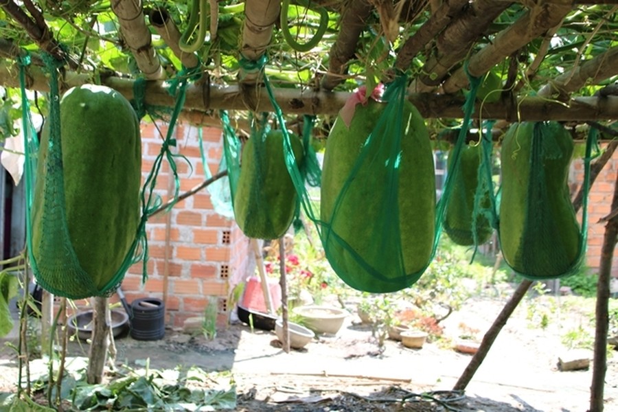 Đến làng Chánh Trạch, Mỹ Thọ (Bình Định), nhiều người không khỏi ngạc nhiên khi bắt gặp giàn lủng lẳng những  trái bí khổng lồ to hơn người. Ảnh: Cand