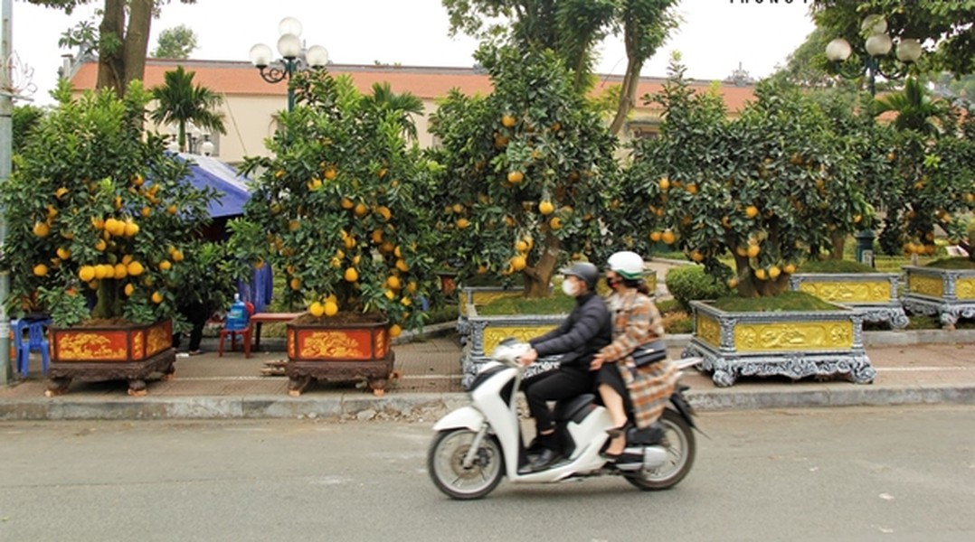 Gần một tháng nữa là đến Tết Nguyên đán 2025, trên nhiều tuyến phố ở Hà Nội, Tp HCM và nhiều tỉnh khác đã bày bán nhiều chậu  bưởi cảnh, phục vụ nhu cầu của người dân. Ảnh: Baotintuc