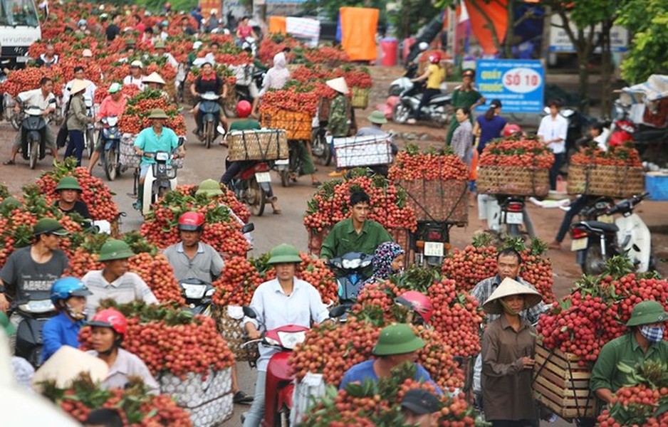 Năm nay, mặt hàng vải thiều có một mùa bội thu nhưng không mang lại nhiều niềm vui cho người trồng, bởi lẽ giá vải chính vụ giảm thê thảm chỉ còn khoảng 8.000 đồng/kg bán lẻ tại các chợ. Theo tiểu thương tại chợ Dịch Vọng Hậu (quận Cầu Giấy, Hà Nội), giá bán buôn vải chỉ 4-5.000 đồng/kg nên dù bán với giá rẻ vẫn lãi gấp đôi.