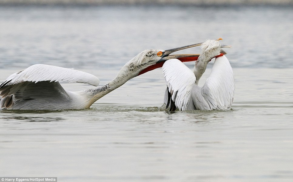 Nhiếp ảnh gia Harry Eggens, 60 tuổi, đã ghi lại được khoảnh khắc hai con bồ nông đánh nhau để tranh giành lãnh thổ trên hồ Kerkini ở miền bắc Hi Lạp. Đầu tiên, một con bồ nông vươn cổ dài tấn công đối thủ đang bơi bên cạnh.