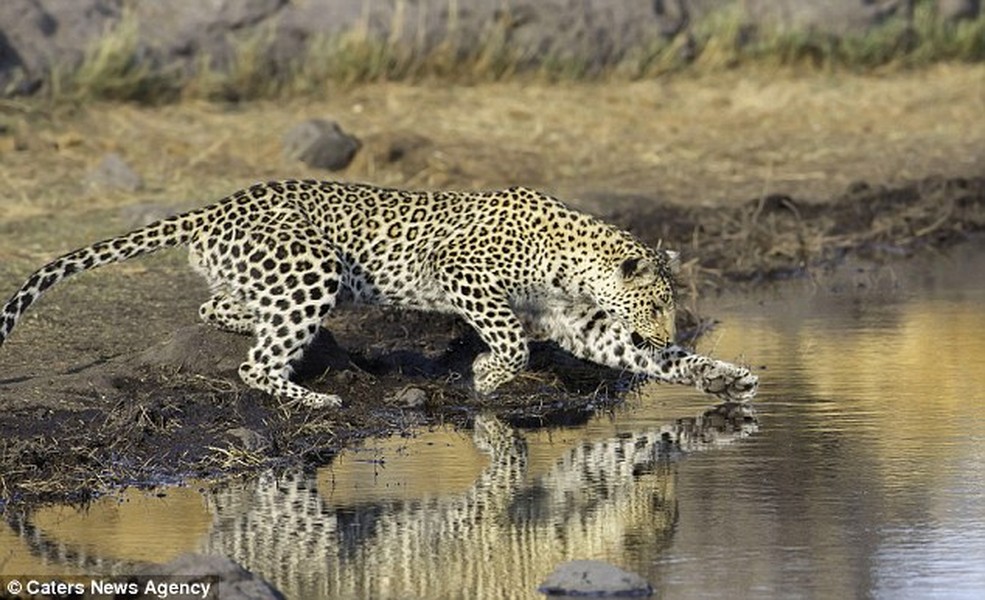 Sau khi phát hiện thấy 2 con rùa nhỏ dưới một hố nước trong vườn quốc gia Etosha của Namibia, báo gấm đã lao xuống tấn công con mồi.