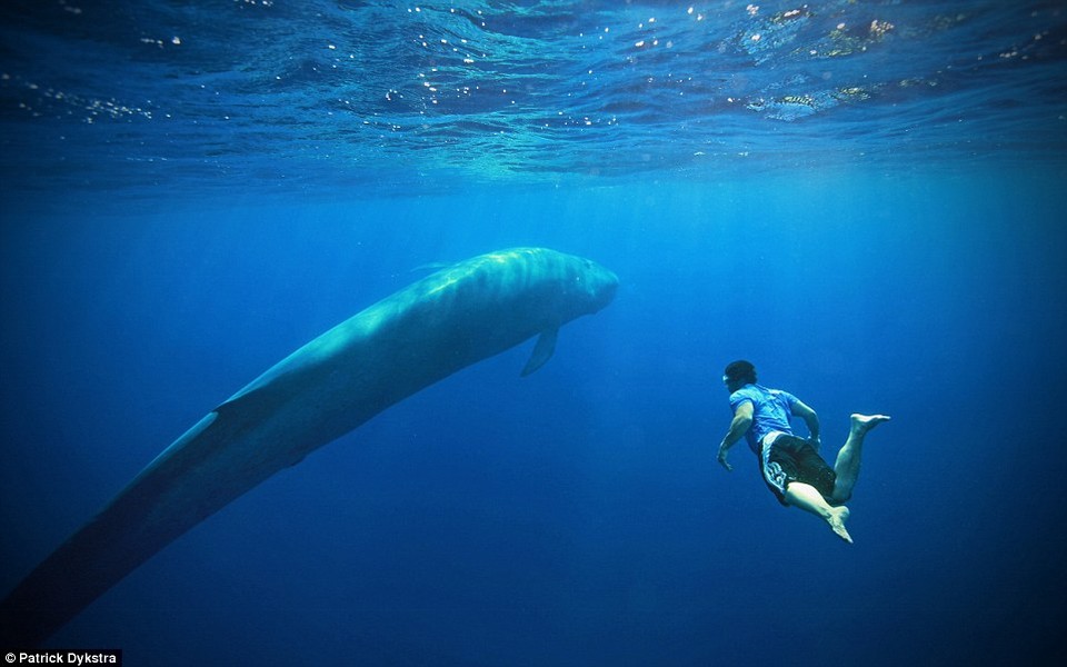 Cận cảnh một chú cá voi xanh ở ngoài khơi Sri Lanka. Đây là một trong những loài động vật lớn nhất trên thế giới.