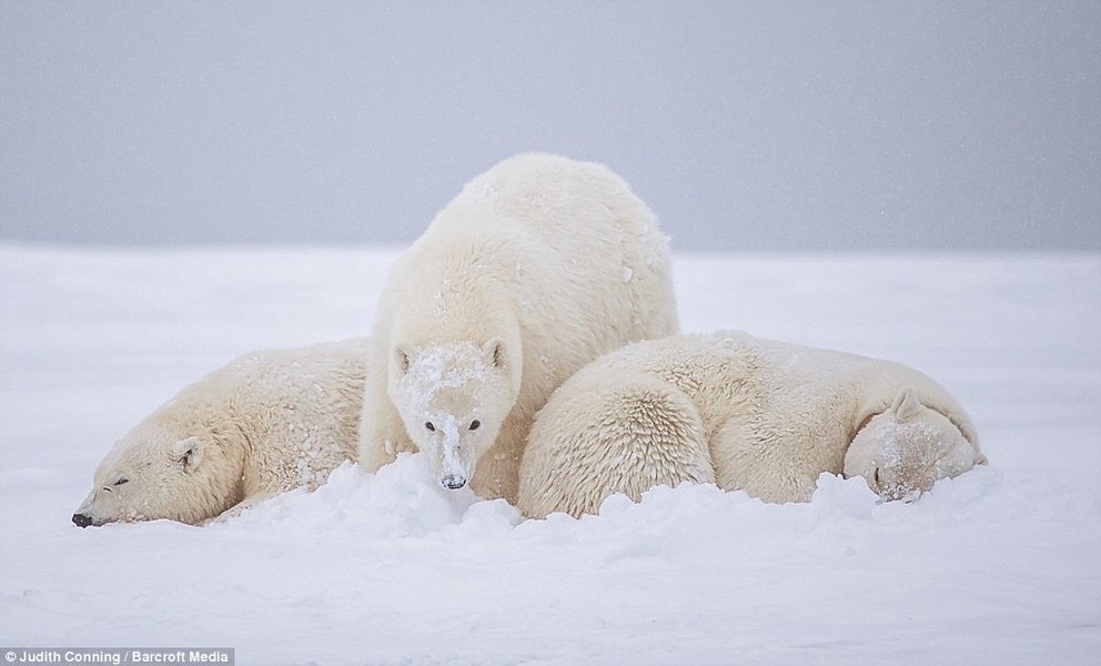 Gấu mẹ và hai con của nó nằm sát vào nhau để tránh rét khi bão tuyết quét qua thị trấn Kaktovik, Alaska.