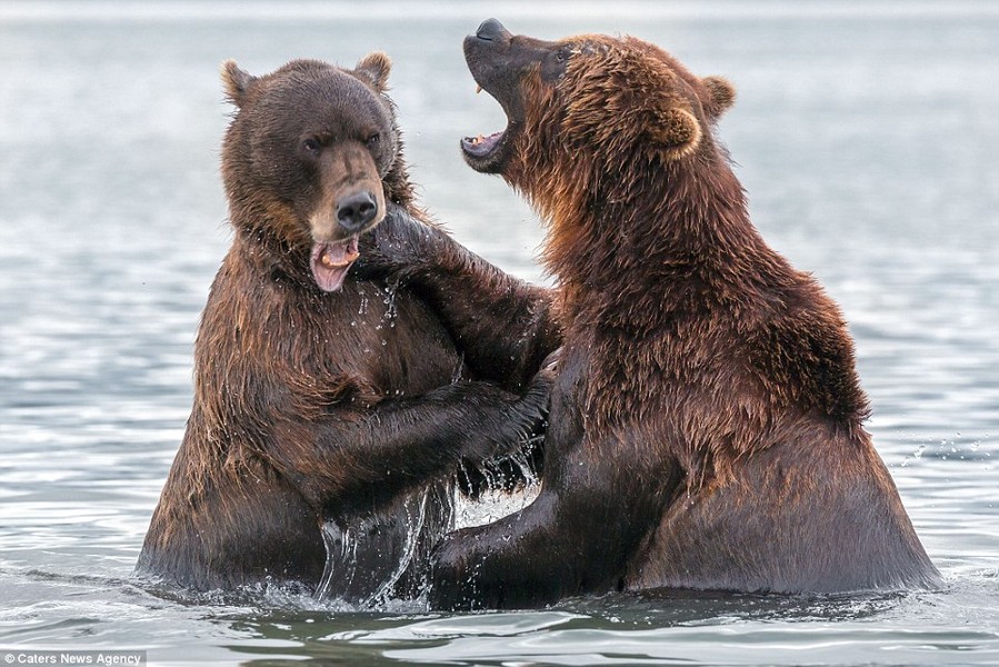 Cặp  gấu nâu Kamchatka khổng lồ đánh nhau dưới hồ Kuril trong khu bảo tồn thiên nhiên Kronotsky ở Nga.